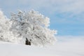 Winter Landscape, Ukraine -3 Royalty Free Stock Photo