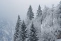 Winter Wonderland: Snowy Pine Trees on Descending Hill Royalty Free Stock Photo