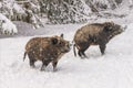 Winter landscape - view of a group of wild boars Sus scrofa in the winter mountain forest Royalty Free Stock Photo