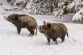 Winter landscape - view of a group of wild boars Sus scrofa in the winter mountain Royalty Free Stock Photo