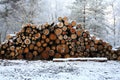 A winter landscape view of a pile of pine logs in Perthshire, Scotland, UK.