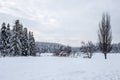 Winter landscape view with pine forest