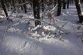 Winter landscape. View of the snow-covered branches of trees and shrubs Royalty Free Stock Photo