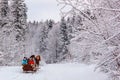 Winter landscape - view of the snowy road with a horse sleigh in the winter mountain forest