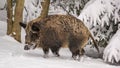 Winter landscape - view of the a wild boar Sus scrofa in the winter mountain forest Royalty Free Stock Photo