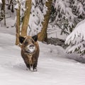 Winter landscape - view of the a wild boar Sus scrofa in the winter mountain forest Royalty Free Stock Photo