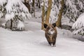 Winter landscape - view of the a wild boar Sus scrofa in the winter mountain forest Royalty Free Stock Photo