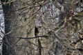 Winter landscape view of a young gray tabby cat exploring a large tree Royalty Free Stock Photo