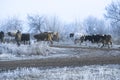 Winter landscape in the village. Cows go on a frosty morning road. Royalty Free Stock Photo