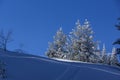 Winter landscape of Vitosha Mountain with snow covered trees, Sofia City Region, Bulgaria Royalty Free Stock Photo