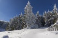 Winter landscape of Vitosha Mountain with snow covered trees, Sofia City Region, Bulgaria Royalty Free Stock Photo