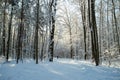 Winter Landscape With Walking Man On Road In Park Royalty Free Stock Photo