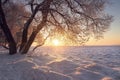 Winter landscape. Warm sunlight at winter at sunset. Frost and fog. Tree on textured snow in sun Royalty Free Stock Photo