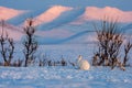 Winter landscape with a white hare in the tundra against the mountains