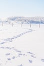 Winter landscape, white snow field with footprints on snow and white forest in winter, vertical composition