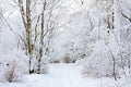 Winter landscape white snow of Mountain in Korea. Royalty Free Stock Photo