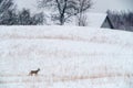 Winter landscape with wild roe deer Royalty Free Stock Photo