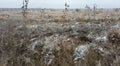 Wilted thistle in a frozen field