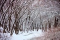 Winter forest trees and frozen river covered snow. Royalty Free Stock Photo
