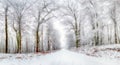 Winter landscape. Winter road and trees covered with snow