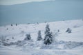 Winter landscape, wintry scene of frosty trees on snowy foggy background. Winter Christmas landscape with snow. New Year Royalty Free Stock Photo