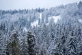 Winter landscape, wintry scene of frosty trees on snowy foggy background. Scenery in winter. Frosty in forest. Royalty Free Stock Photo