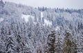 Winter landscape, wintry scene of frosty trees on snowy foggy background. Scenery in winter. Frosty in forest. Royalty Free Stock Photo