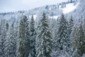 Winter landscape, wintry scene of frosty trees on snowy foggy background. Snow cowered pine trees, winter background Royalty Free Stock Photo