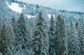 Winter landscape, wintry scene of frosty trees on snowy foggy background. Snow cowered pine trees, winter background Royalty Free Stock Photo