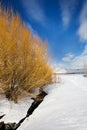 Winter Landscape with Yellow Bushes, Utah