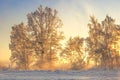 Winter landscape in yellow sunlight. Scenery frosty nature. Christmas background. Hoarfrost on trees and plants Royalty Free Stock Photo