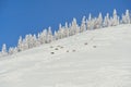 Yakut horse. Oymyakon.