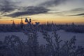 Winter landscape with forest, cloudy sky and sun. America, country. Royalty Free Stock Photo