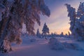Winter lanscape with sunset, trees and cliffs over the snow