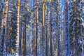 The winter in Lapland, Norrbotten, north of Sweden, frozen trees with snow