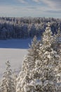 Forest during winter in Lapland, Sweden, Norrbotten Royalty Free Stock Photo
