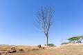 Winter Large Tree Bare Blue Landscape