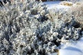 Winter lavender, lavandula.