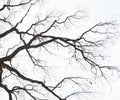 Winter leafless tree Royalty Free Stock Photo