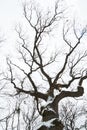 Winter leafless tree Royalty Free Stock Photo