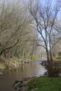 Winter leafless trees on a riverside shore Royalty Free Stock Photo