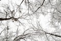 Winter leafless trees Royalty Free Stock Photo
