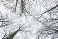 Winter leafless trees Royalty Free Stock Photo