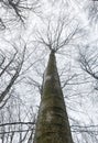 Winter leafless trees Royalty Free Stock Photo