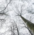 Winter leafless trees Royalty Free Stock Photo