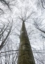 Winter leafless trees Royalty Free Stock Photo