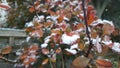 Winter leafs with frost and snow