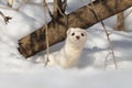 Winter Least Weasel in the snow burrow Royalty Free Stock Photo