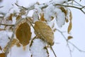 Winter leaves