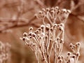 Winter leaves close up in denmark Scandinavia